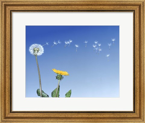 Framed Dandelion (Taraxacum officinale) seeds blowing in the air Print