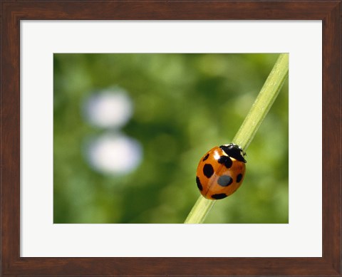 Framed Ladybug on a stem Print