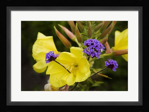 Framed Verbena Bonariensis and Evening Primrose, Ireland Print