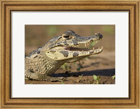 Framed Yacare caiman (Caiman crocodilus yacare), Three Brothers River, Meeting of the Waters State Park, Pantanal Wetlands, Brazil Print