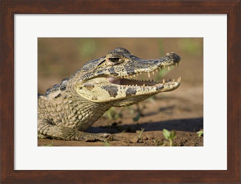 Framed Yacare caiman (Caiman crocodilus yacare), Three Brothers River, Meeting of the Waters State Park, Pantanal Wetlands, Brazil Print