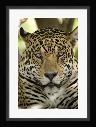 Framed Close-up of a Jaguar (Panthera onca), Three Brothers River, Meeting of the Waters State Park, Pantanal Wetlands, Brazil Print