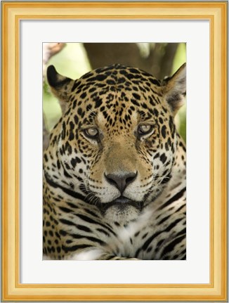 Framed Close-up of a Jaguar (Panthera onca), Three Brothers River, Meeting of the Waters State Park, Pantanal Wetlands, Brazil Print