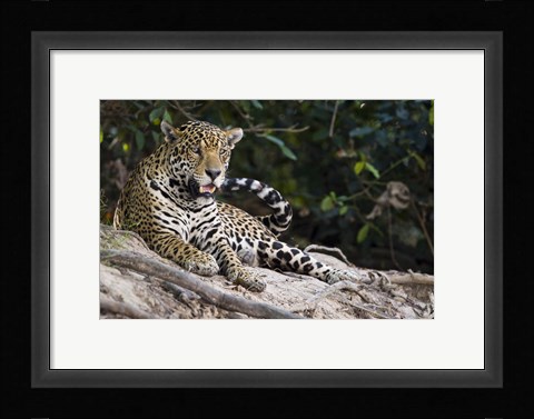 Framed Jaguar (Panthera onca) snarling, Three Brothers River, Meeting of the Waters State Park, Pantanal Wetlands, Brazil Print