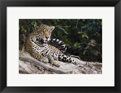 Framed Jaguar (Panthera onca) snarling, Three Brothers River, Meeting of the Waters State Park, Pantanal Wetlands, Brazil Print