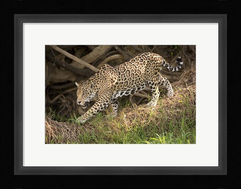 Framed Jaguar (Panthera onca) foraging in a forest, Three Brothers River, Meeting of the Waters State Park, Pantanal Wetlands, Brazil Print