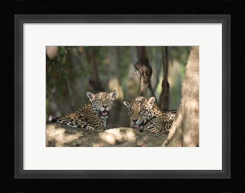 Framed Jaguars (Panthera onca) resting in a forest, Three Brothers River, Meeting of the Waters State Park, Pantanal Wetlands, Brazil Print