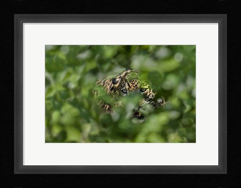 Framed Jaguar (Panthera onca) behind leaves, Three Brothers River, Meeting of the Waters State Park, Pantanal Wetlands, Brazil Print