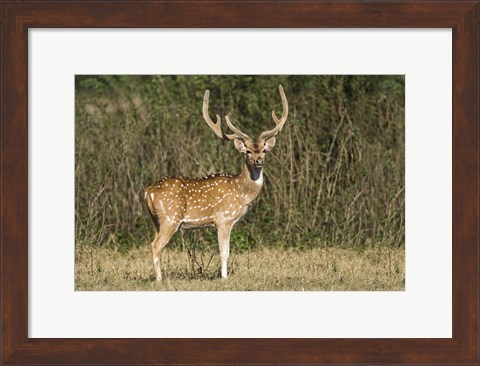 Framed Spotted deer (Axis axis) in a forest, Keoladeo National Park, Rajasthan, India Print