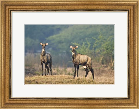 Framed Two Nilgai (Boselaphus tragocamelus) standing in a forest, Keoladeo National Park, Rajasthan, India Print