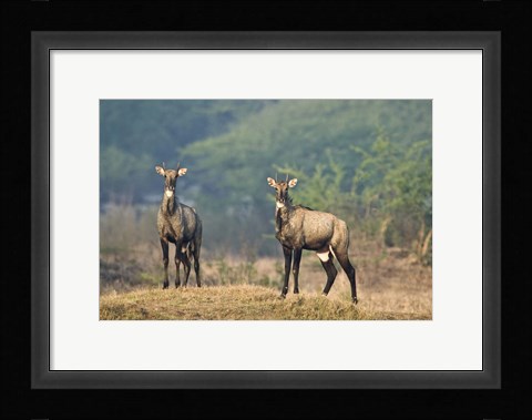 Framed Two Nilgai (Boselaphus tragocamelus) standing in a forest, Keoladeo National Park, Rajasthan, India Print