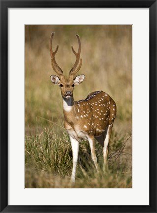 Framed Spotted deer (Axis axis) in a forest, Bandhavgarh National Park, Umaria District, Madhya Pradesh, India Print