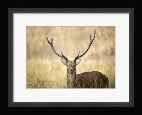 Framed Close-up of a Swamp deer (Rucervus duvaucelii), Kanha National Park, Madhya Pradesh, India Print