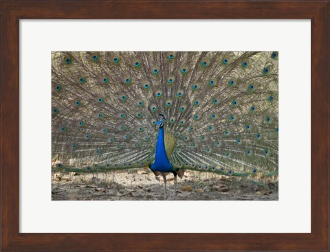 Framed Peacock displaying its plumage, Bandhavgarh National Park, Umaria District, Madhya Pradesh, India Print