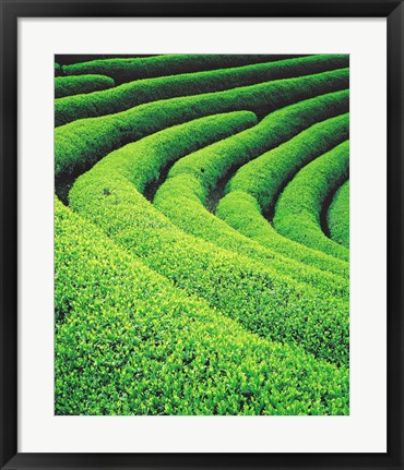 Framed Tea Plantation Print