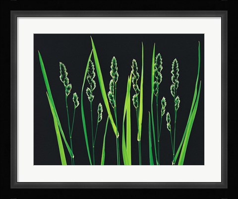 Framed Green Grass Reeds on Black Background Print