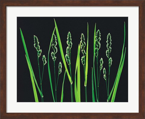 Framed Green Grass Reeds on Black Background Print