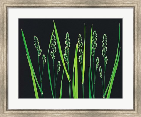 Framed Green Grass Reeds on Black Background Print