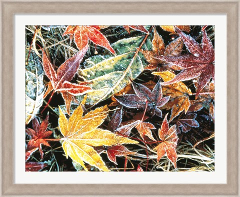 Framed Close Up Fallen Maple Leaves Print
