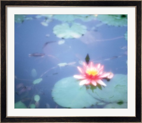 Framed Pink Lotus Flower in Pool Print