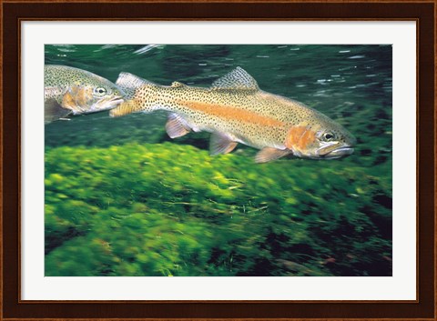 Framed Two Fishes Swimming Underwater Print