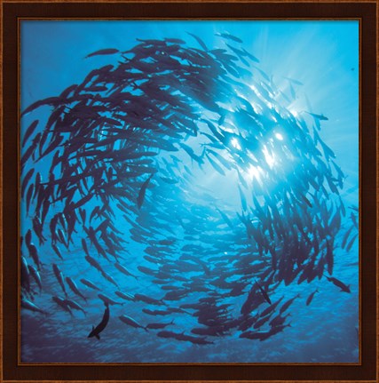 Framed Fishes swarm underwater Print
