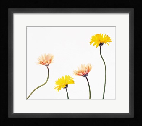Framed Four Yellow and Pink Daisies on White Background Print