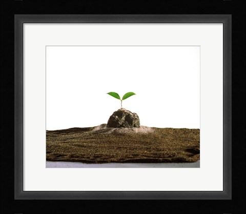 Framed New Plant Growing On Sand against White Background Print