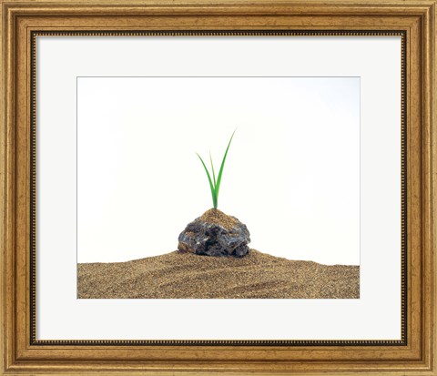 Framed Grass Growing From Stone Settled In Sand Print