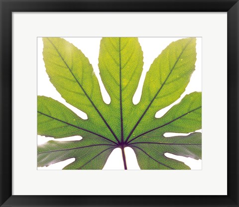 Framed Close up of Leaf vein Print