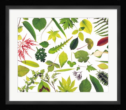 Framed Various Leaves on White Background Print