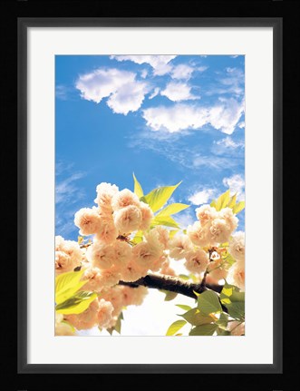 Framed Blossoms against Sky Print