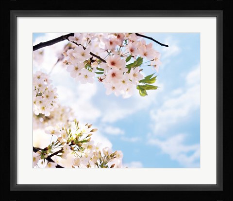 Framed Blossoms against Sky, Selective Focus Print