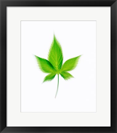 Framed Star Shaped Green Leaf On Beige Background Print
