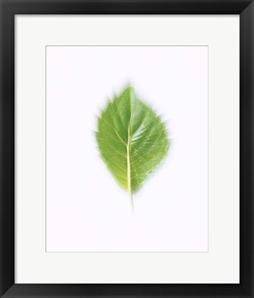 Framed Green Leaf on Beige Background Print