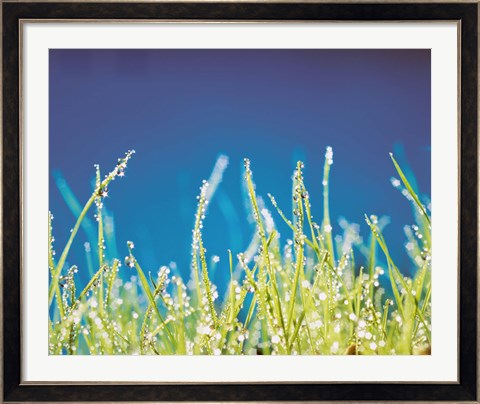 Framed Water Droplets on Blades of Grass Print