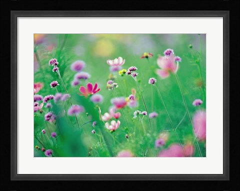 Framed Wildflowers in Bloom Print