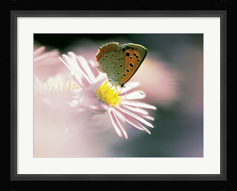 Framed Close Up Of Butterfly on Flower on Purple Lavender Print