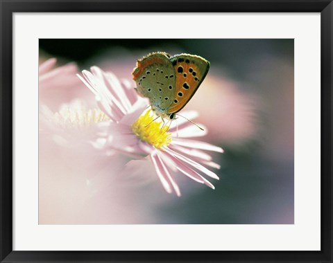 Framed Close Up Of Butterfly on Flower on Purple Lavender Print
