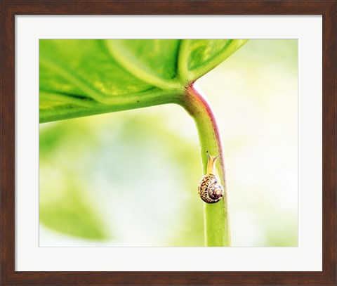 Framed Snail on Leaf Crawling Upward Print