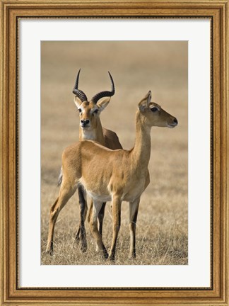 Framed Pair of Ugandan kobs (Kobus kob thomasi) mating behavior sequence, Queen Elizabeth National Park, Uganda Print