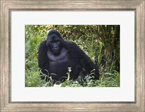 Framed Mountain Gorilla Sitting in a forest, Bwindi Impenetrable National Park, Uganda Print
