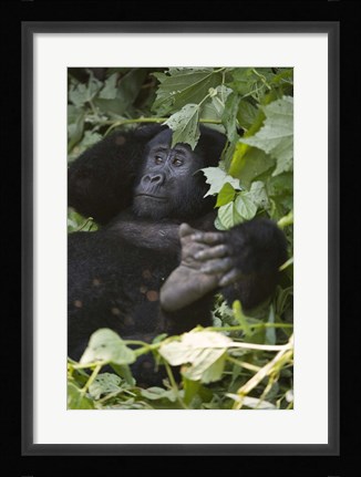 Framed Mountain Gorilla (Gorilla beringei beringei) in a forest, Bwindi Impenetrable National Park, Uganda Print