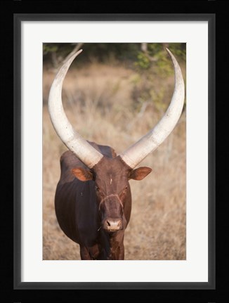 Framed Ankole-Watusi cattle standing in a field, Queen Elizabeth National Park, Uganda Print