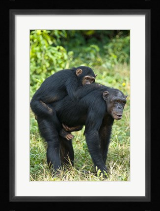 Framed Female chimpanzee (Pan troglodytes) carrying its young one on back, Kibale National Park, Uganda Print