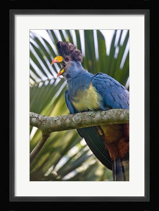 Framed Close-up of a Great Blue Turaco (Corythaeola cristata) Calling, Kibale National Park, Uganda Print