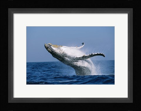 Framed Humpback whale (Megaptera novaeangliae) breaching in the sea Print