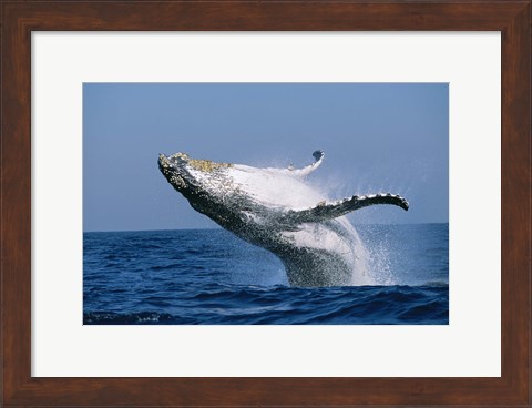 Framed Humpback whale (Megaptera novaeangliae) breaching in the sea Print