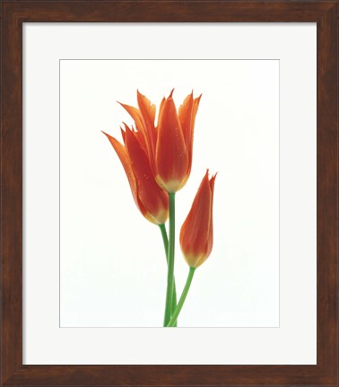 Framed Orange Flowers against White Background Print