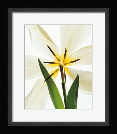 Framed Flower head, Lily Print
